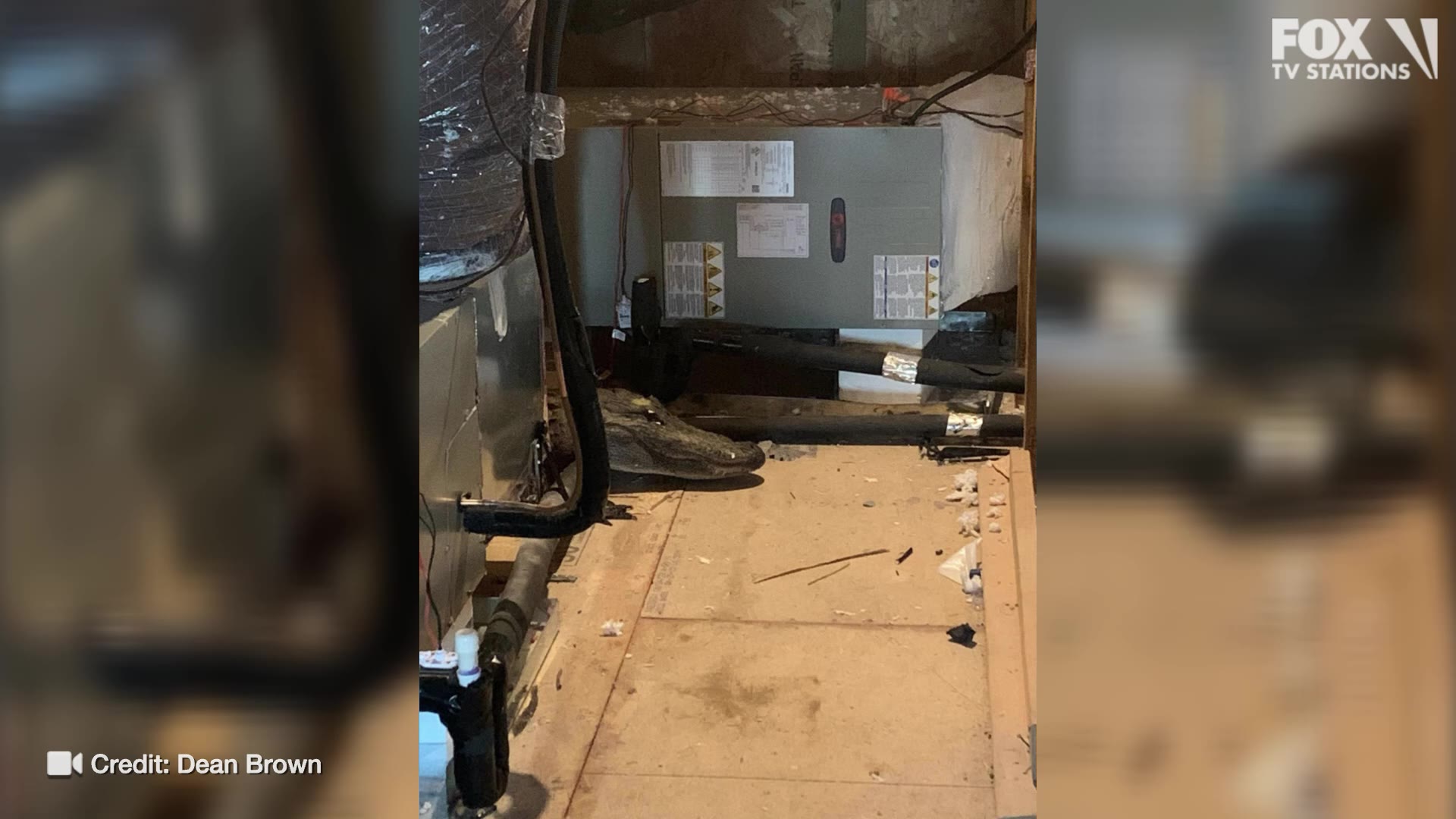 8-foot alligator found in attic of home during inspection
